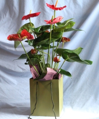 Anthurium Plant